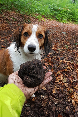 Der stolze Finder des Schatzes: Hund Waquny