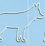 Fuchs