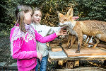 Wählen Sie aus verschiedenen Programmen der Waldschule Graz