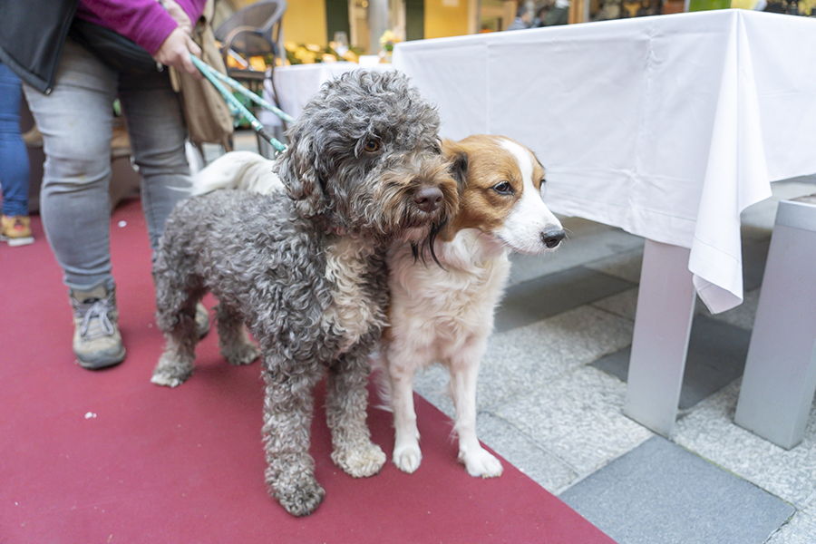 die Trüffelhunde geben sich die Ehre © Foto Fischer die Trüffelhunde geben sich die Ehre