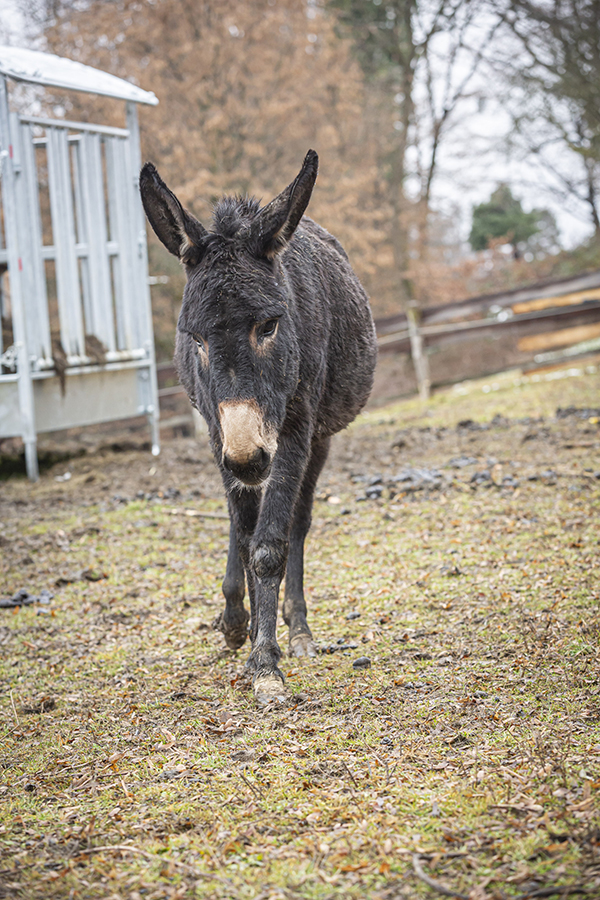 Esel © Foto Fischer Esel