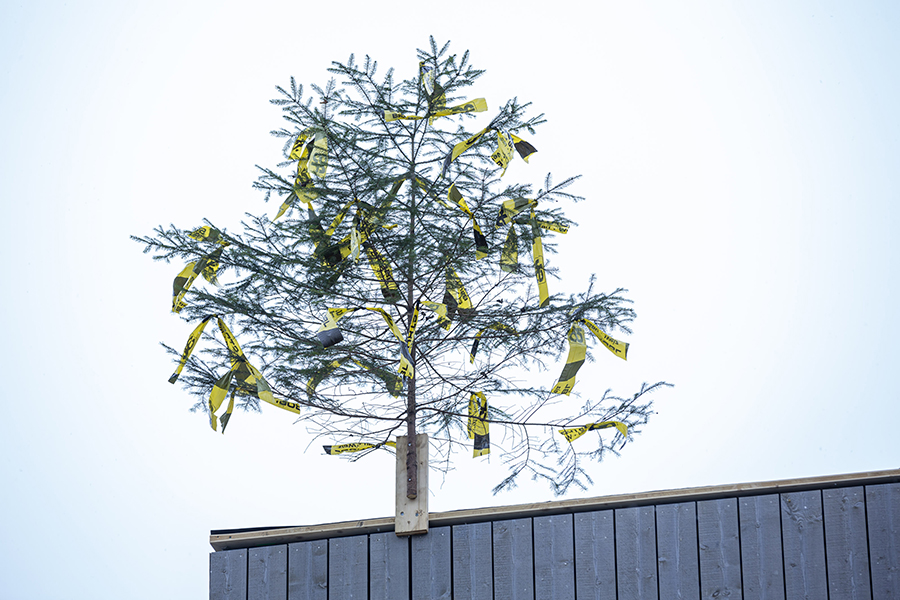 Gleichenbaum © Foto Fischer Gleichenbaum