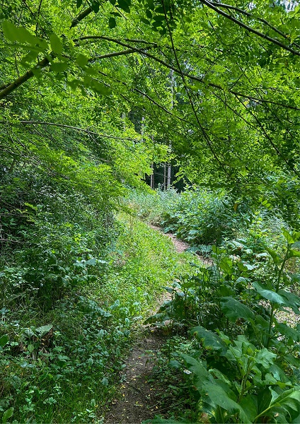 Unser Grazer Wald in all seiner Vielfalt © Luise Kloos Unser Grazer Wald in all seiner Vielfalt
