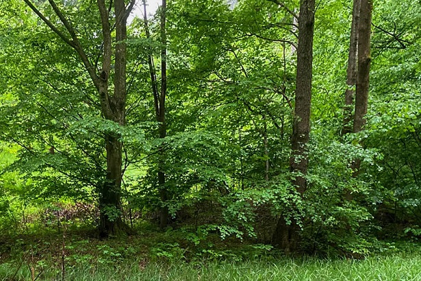 Unser Grazer Wald