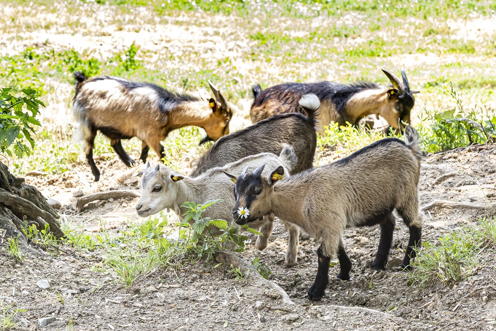 7 Zwergziegen sind am Lustbühel eingezogen.