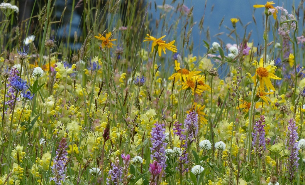 Biodiversität