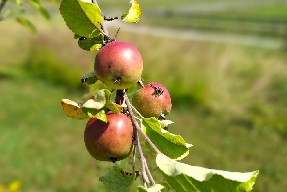 Obst bei uns Zuhause