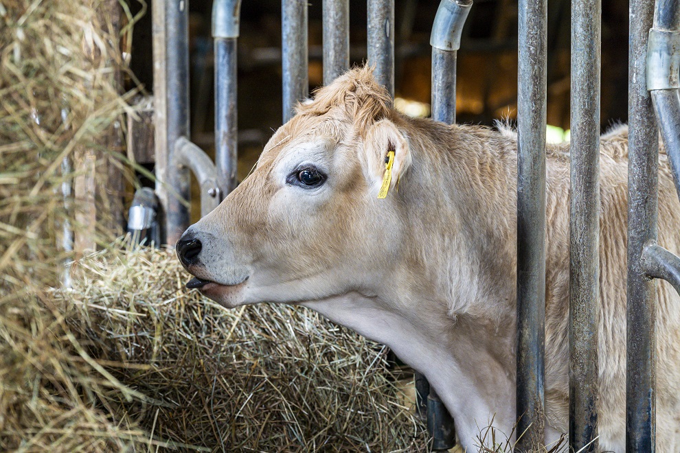 Erfolgreiche Nachzucht: Kalb vom Murbodner Rind © Foto Fischer Erfolgreiche Nachzucht: Kalb vom Murbodner Rind