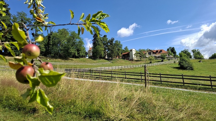 Obst bei uns Zuhause: Unterwegs im Obstgarten