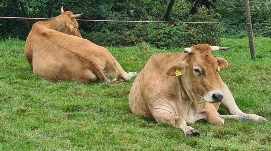 Die Kuh macht mehr als Muh: Von Kuh, Kalb und Milch