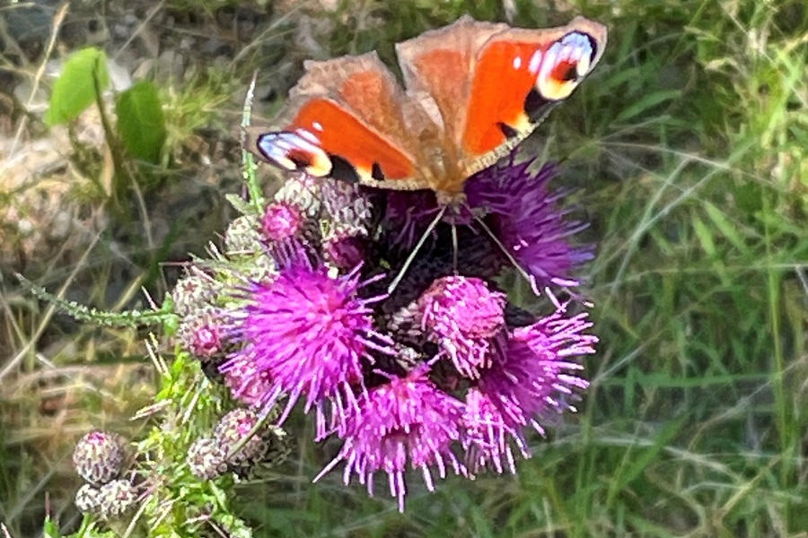 Biodiversität hautnah erleben
