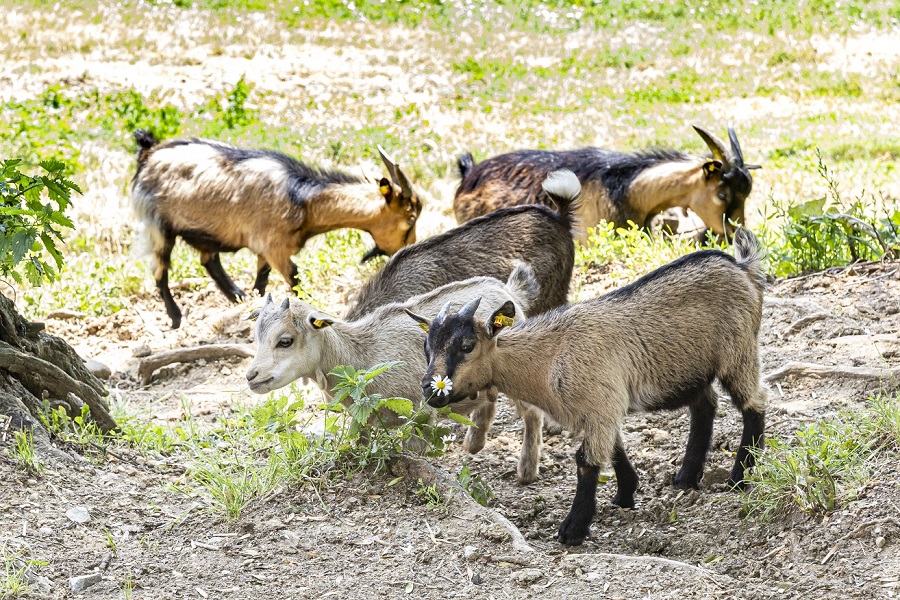 Nicht nur die Zwergziegen freuen sich über Besuch.