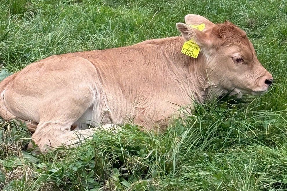 Ferdinand ist mit der restlichen Herde auf der Weide zu sehen.