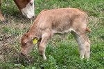 Ferdinand