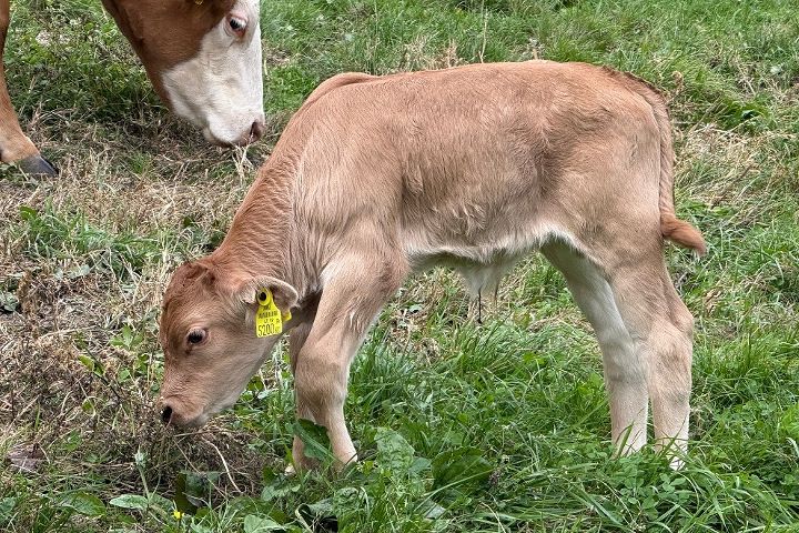 Ferdinand