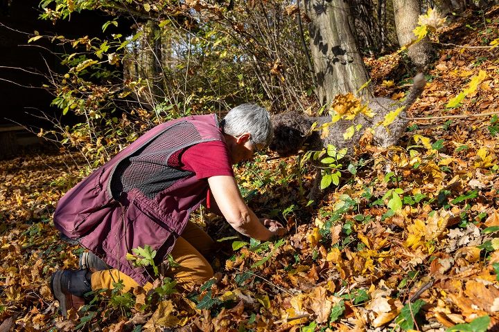 Trüffelsuche im Grazer Leechwald