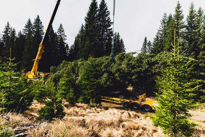 Der Baum 2025 kommt von der Koralm
