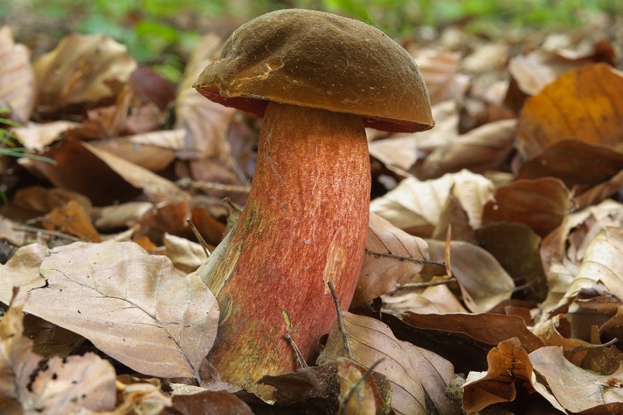 Flockenstieliger Hexenröhrling