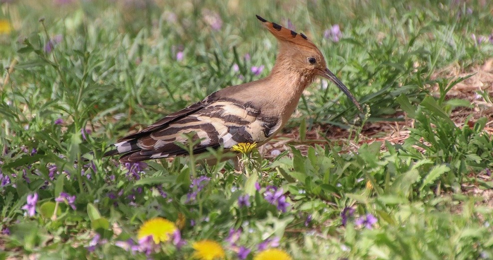 Wiedehopf © Pixabay/Lancier Wiedehopf