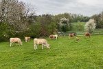 Kühe auf der Weide
