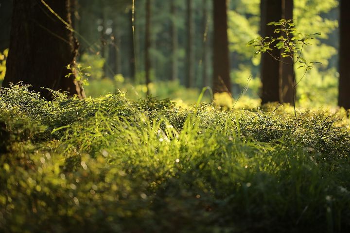 Symbolbild: Wald