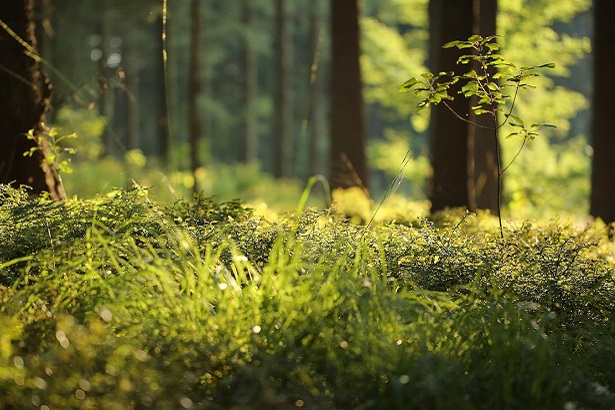 Wir laden Sie herzlich zum Waldfest ein!